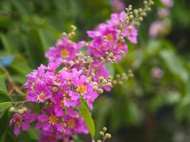 bungor, lagerstroemia floribunda jack ex blume violeta flor árvore no fundo da natureza do jardim foto