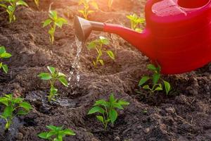 agricultura natural, regando pimentos jovens com água de um regador foto