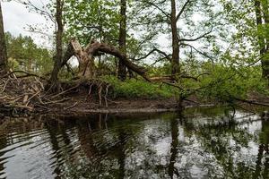 panorama de um lago da floresta com árvores antigas pendendo foto