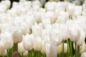 tulipas brancas no jardim foto
