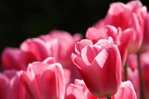 tulipas cor de rosa no jardim no fundo preto foto