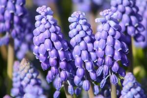 close-up de jacinto de uva azul foto