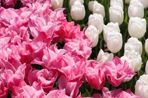 campo de tulipas cores brancas e rosa foto