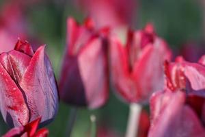 close-up de tulipas de cor bordô foto