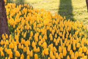 campo de tulipas amarelas foto