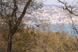 vista da cidade ao fundo, árvores e pássaro voando foto