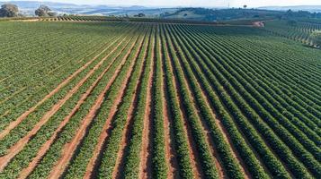 vista aérea de uma grande fazenda brasileira com plantação de café. foto
