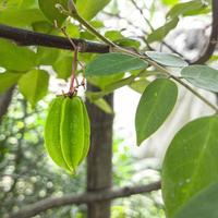 foto de uma jovem carambola com folhas verdes e fundo desfocado