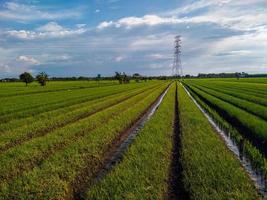 uma foto de um campo de arroz com uma linha do lado direito da foto até o poste de eletricidade