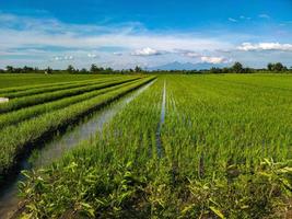 foto de plantas de arroz em campos de arroz que tem uma linha reta do canto esquerdo da foto em direção ao meio