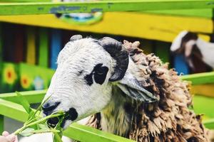 ovinos ou caprinos ou cordeiros originários da área de garut, java ocidental, indonésia foto