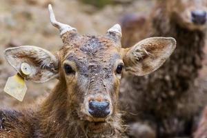 rosto de veado macho jovem é muito enlameado e curioso foto