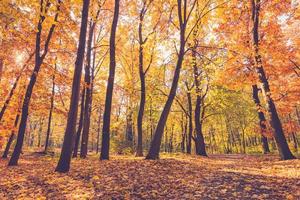 floresta de outono atmosférica no nevoeiro. folhas amarelas e laranja nas árvores na floresta da manhã. fundo bonito