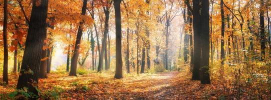 panorama da floresta de outono na luz solar. natureza sazonal com laranjeiras douradas, neblina e luz solar de neblina matinal. floresta de liberdade de aventura idílica foto