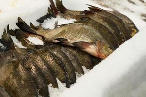 peixe no supermercado. pedaço de peixe no gelo na cozinha do restaurante. comida saudável para sushi. foco seletivo. foto