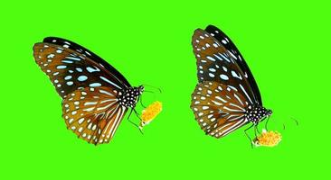 borboleta na tailândia em um fundo colorido com traçado de recorte foto
