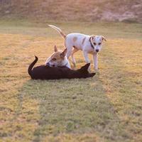 Tailândia três cães jogam. foto