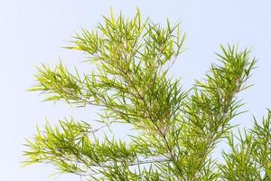 lindas folhas de bambu verde com céu. foto