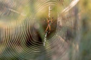 luz de aranha com fundo verde turva. foto