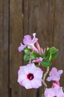 flores de azaléia na parede de madeira. foto