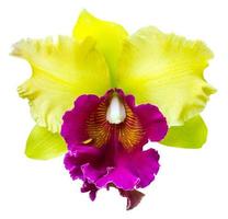 orquídea cattleya roxa e amarela. foto