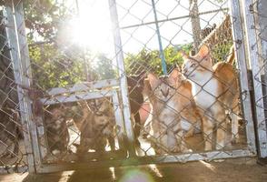 gatos são iluminados em uma gaiola. foto