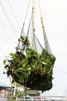 muitos jacintos pendurados na rede. foto