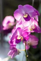 bokeh retroiluminado roxo orquídea. foto