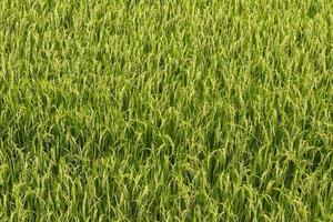 close-up vista top campos de arroz. foto