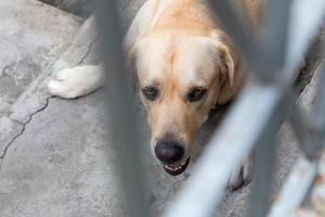 labrador olhou através da barricada. foto