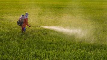 homem pulverizando no arroz. foto