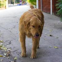 cachorro marrom velho, labrador. foto