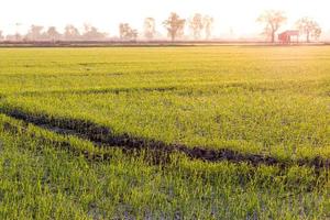 visão baixa de mudas de arroz verde no início da manhã. foto