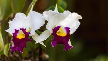 orquídea cattleya branca. foto