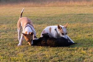 Tailândia três cães jogam. foto