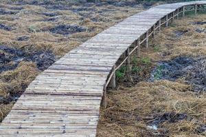 ponte de bambu se estende sobre campos de arroz secos. foto