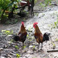 bantams em solo molhado. foto