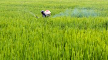 agricultor pulverizando fertilizante em arroz em casca. foto