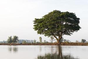 campo de arroz jamjuree com água. foto