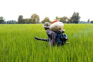 homem idoso está pulverizando fertilizantes em campos de arroz. foto