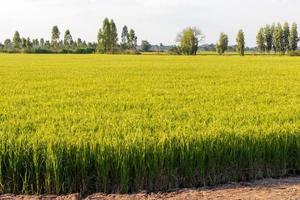 ver campos de arroz e árvores. foto