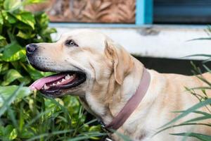 labrador olhou e lambeu. foto