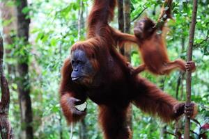 orangotango feminino foto