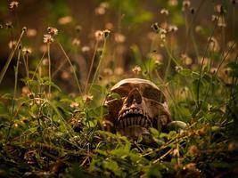 a natureza morta de um crânio humano falecido há muito tempo, localizado no meio de uma floresta