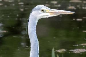 Garça-real de grande azul foto