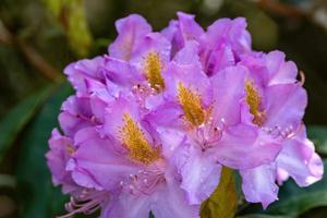 flor de um rododendro em maio foto