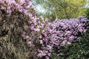 flor de um rododendro em maio foto