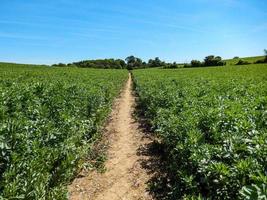 caminho em um campo de agricultura foto