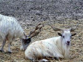 cabras no prado foto