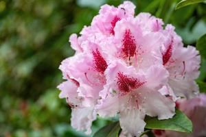 flor de um rododendro em maio foto